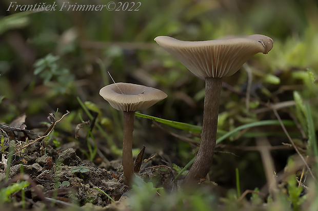 strmulica čiaškovitá Pseudoclitocybe cyathiformis (Bull.) Singer