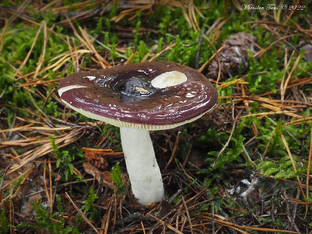 plávka horká Russula caerulea Fr.