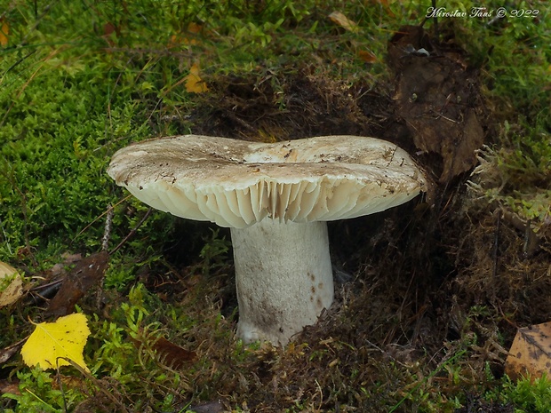 plávka černejúca Russula nigricans Fr.