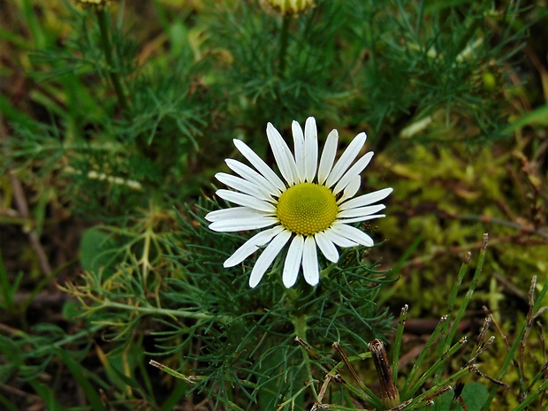 parumanček nevoňavý Tripleurospermum perforatum (Mérat) M. Lainz