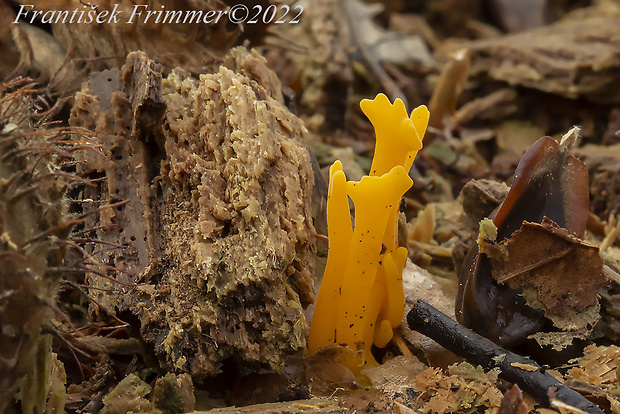 parôžkovec lepkavý Calocera viscosa (Pers.) Fr.