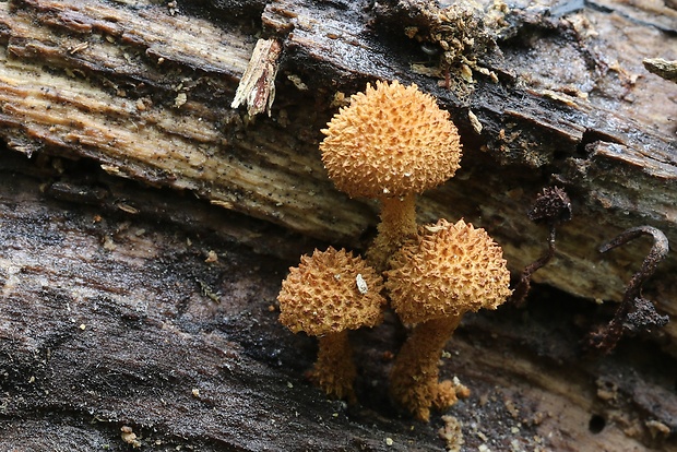 flamulaster ovešaný Flammulaster muricatus (Fr.) Watling