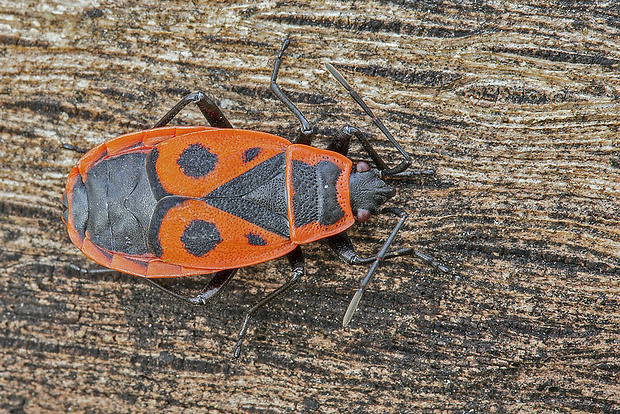 cifruša bezkrídlá  Pyrrhocoris apterus (Fr.) Loud.