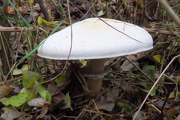 pečiarka poľná Agaricus campestris L.