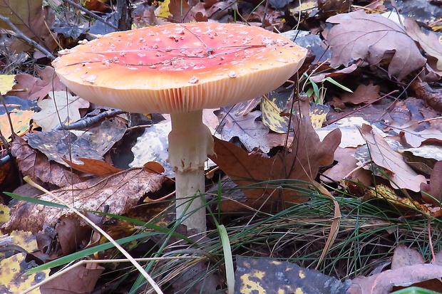 muchotrávka červená Amanita muscaria (L.) Lam.