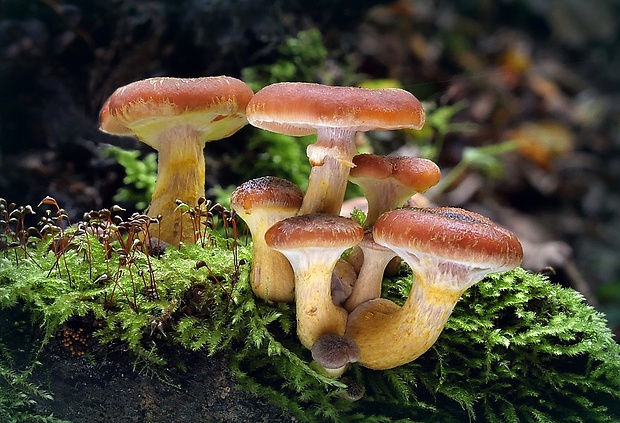 podpňovka žltá Armillaria gallica Marxm. & Romagn.