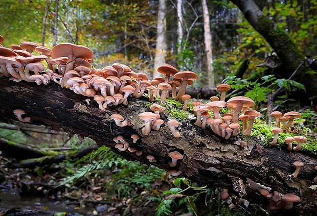 podpňovka obyčajná Armillaria mellea (Vahl) P. Kumm.