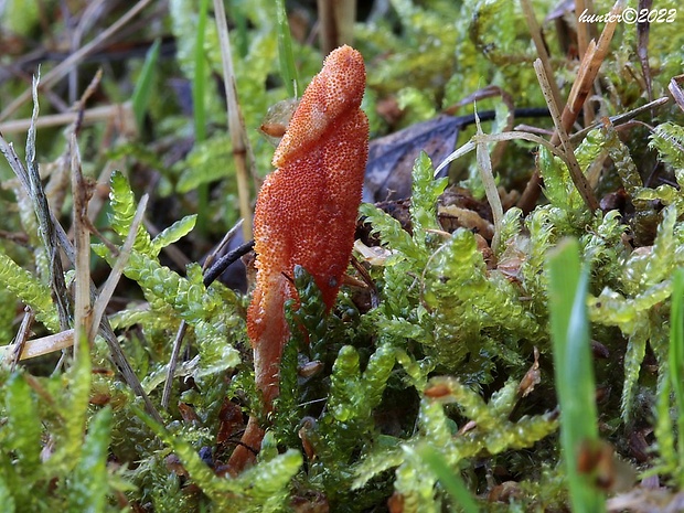 žezlovka hmyzová Cordyceps militaris (Fr.) Link