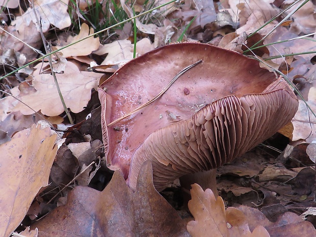 pavučinovec Cortinarius sp.