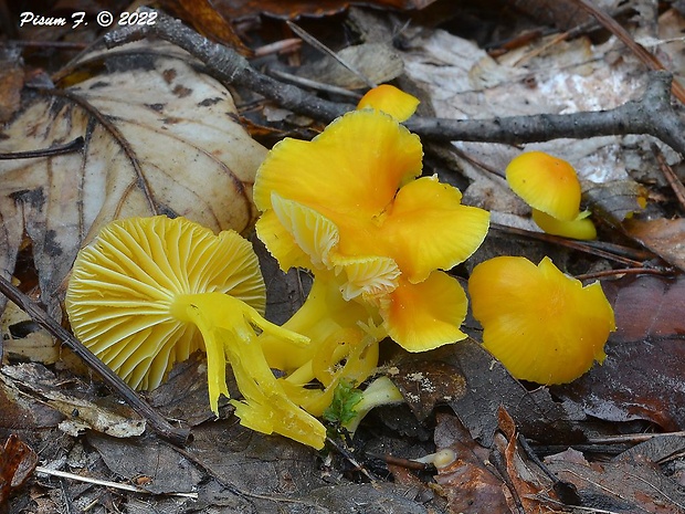 lúčnica vosková Hygrocybe ceracea (Wulfen) P. Kumm.