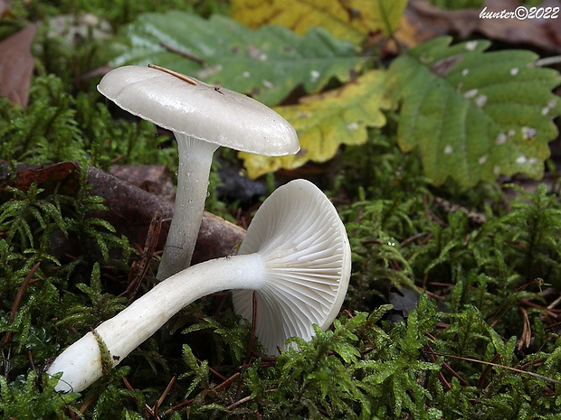 šťavnačka voňavá Hygrophorus agathosmus (Fr.) Fr.