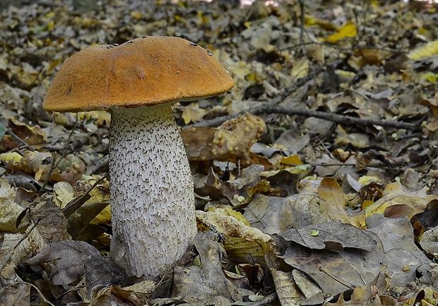 kozák Leccinum sp.