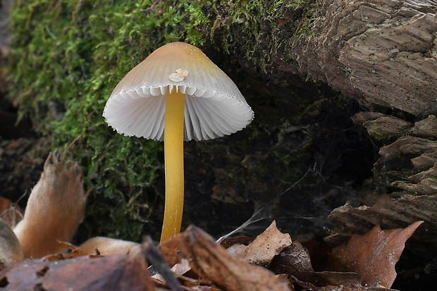 prilbička žltohlúbiková Mycena renati Quél.