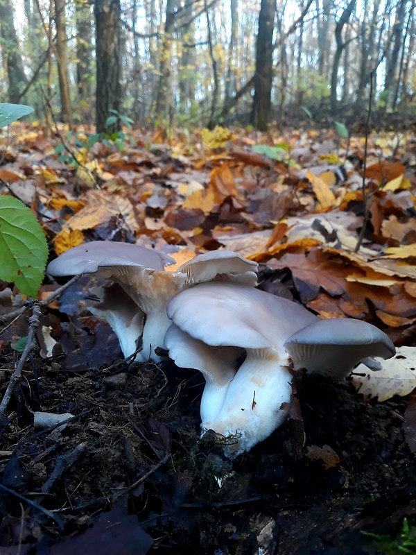 hliva ustricovitá Pleurotus ostreatus (Jacq.) P. Kumm.