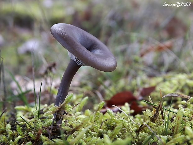 strmulica čiaškovitá Pseudoclitocybe cyathiformis (Bull.) Singer