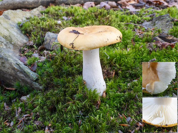 plávka hlinovožltá Russula ochroleuca Fr.