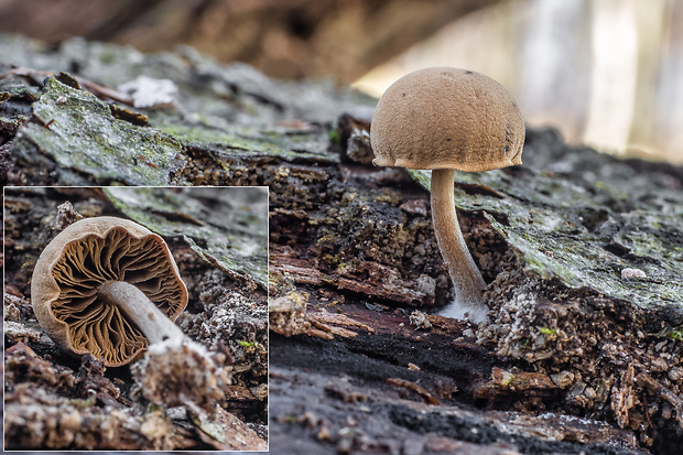 smeťovička Simocybe sp.