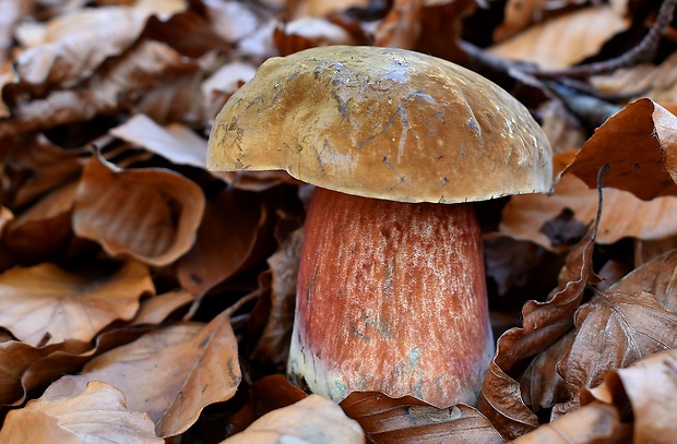 hríb zrnitohlúbikový Sutorius luridiformis (Rostk.) G. Wu & Zhu L. Yang