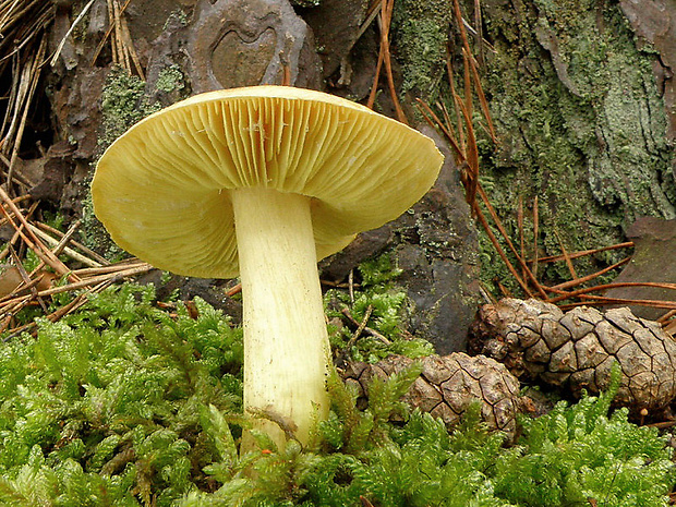 čírovka zelenkastá Tricholoma equestre (L.) P. Kumm.