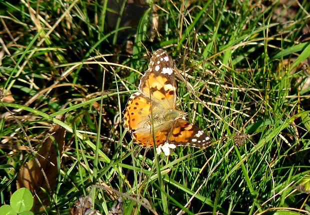 babôčka bodliaková Vanessa cardui