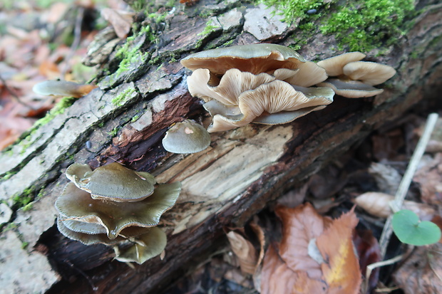 pňovka neskorá Sarcomyxa serotina (Pers.) P. Karst.