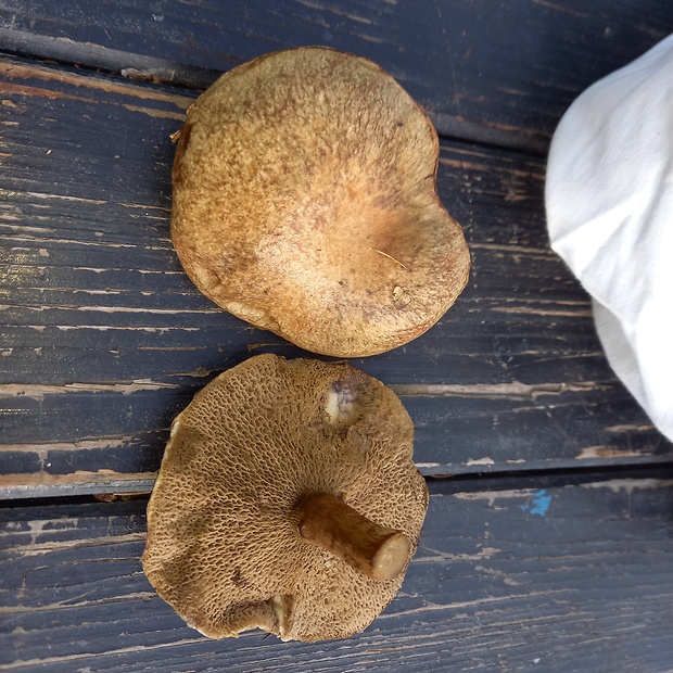 masliak Suillus sp.