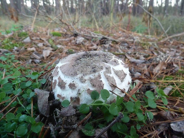 bedľa červenejúca Chlorophyllum rachodes (Vittad.) Vellinga