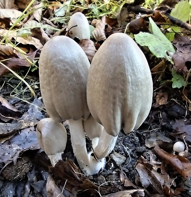 hnojník Coprinopsis sp.