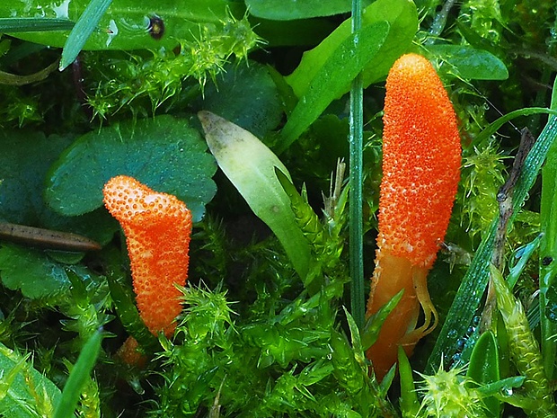 žezlovka hmyzová Cordyceps militaris (Fr.) Link