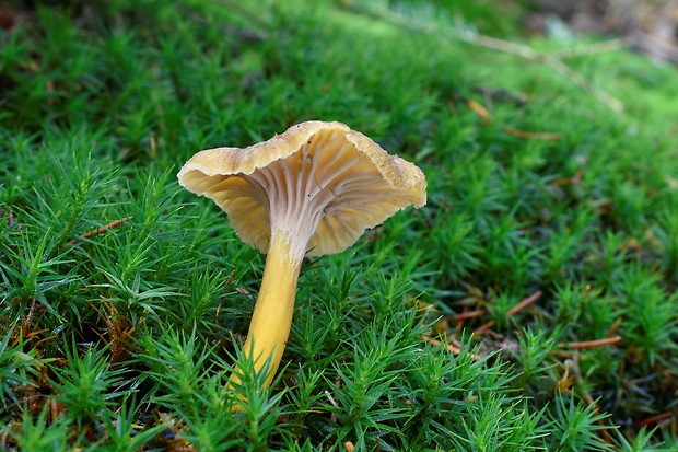 kuriatko lievikovité Craterellus tubaeformis (Fr.) Quél.