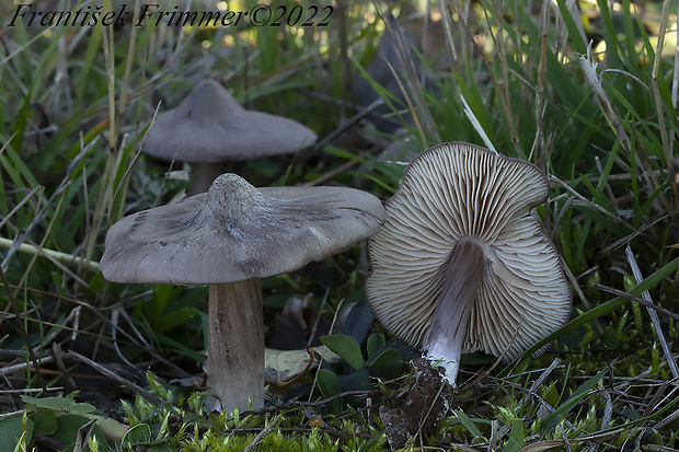 hodvábnica porfýrová Entoloma porphyrophaeum (Fr.) P. Karst.