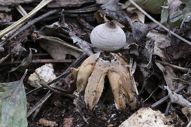 hviezdovka Geastrum britannicum J.C. Zamora