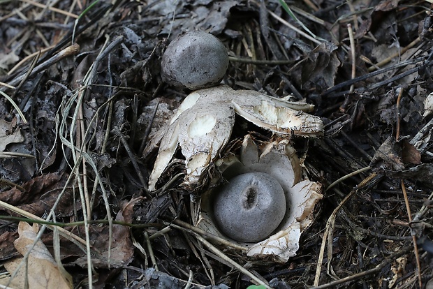 hviezdovka tmavá Geastrum coronatum Pers.