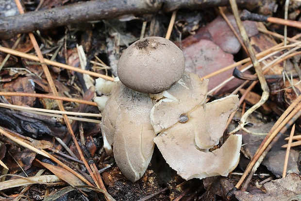 hviezdovka klenbová Geastrum fornicatum (Huds.) Hook.