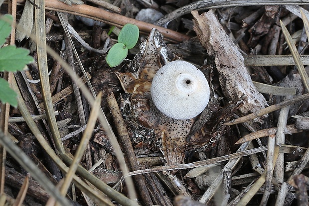 hviezdovka Geastrum granulosum Fuckel