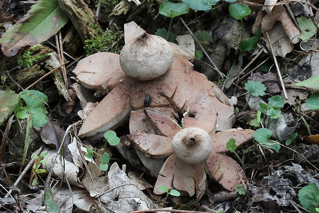 hviezdovka červenkastá Geastrum rufescens Pers.