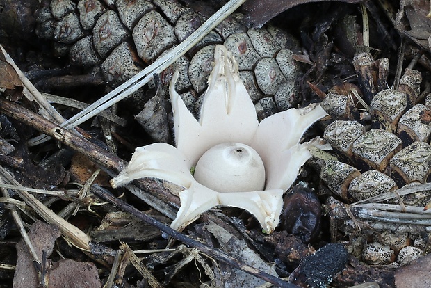 hviezdovka mechovitá Geastrum saccatum Fr.