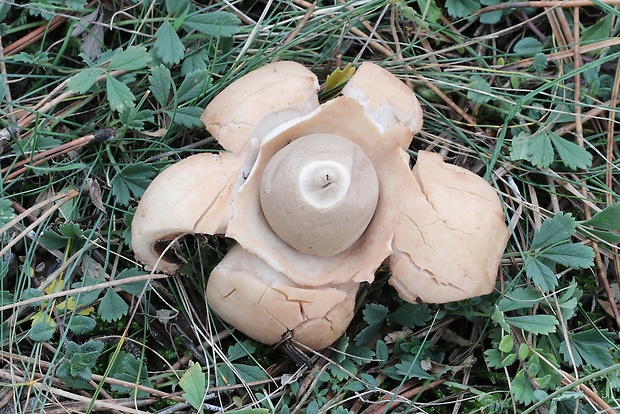 hviezdovka trojitá Geastrum triplex Jungh.