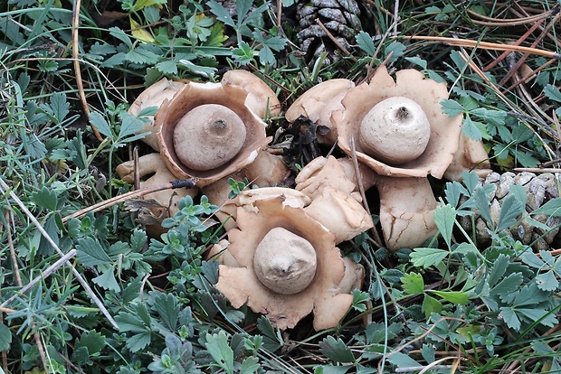 hviezdovka trojitá Geastrum triplex Jungh.