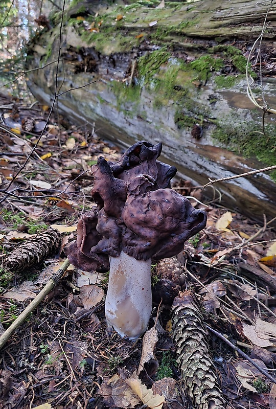 ušiak mitrovitý Gyromitra infula (Schaeff.) Quél.