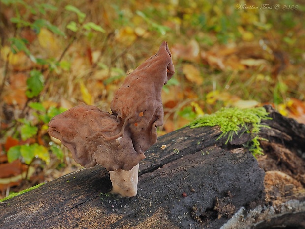 ušiak mitrovitý Gyromitra infula (Schaeff.) Quél.