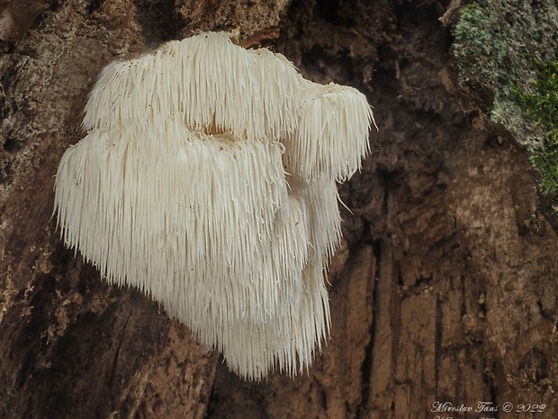 koralovec ježovitý Hericium erinaceus (Bull.) Pers.