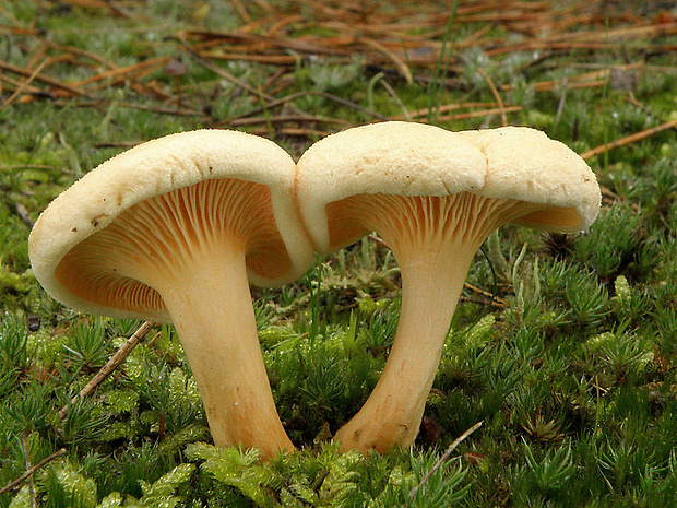 líška oranžová Hygrophoropsis aurantiaca (Wulfen) Maire