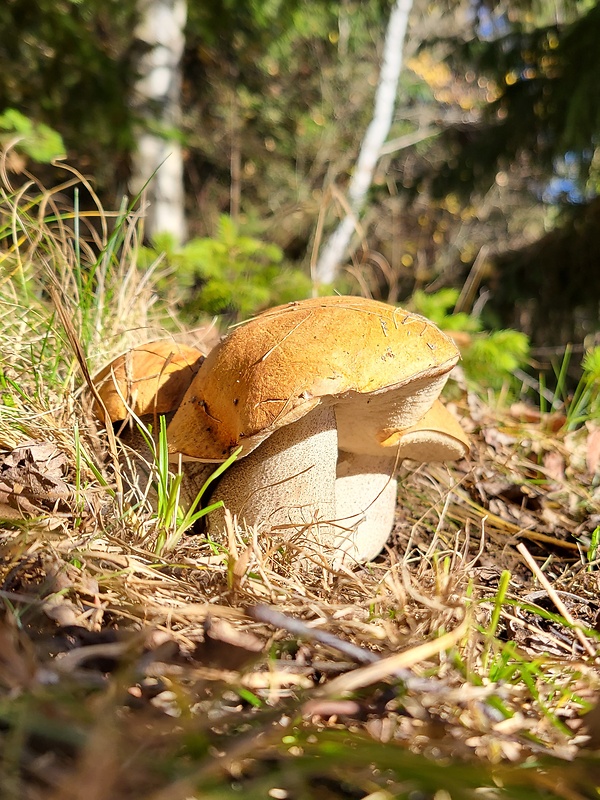 kozák žltooranžový Leccinum versipelle (Fr. & Hök) Snell