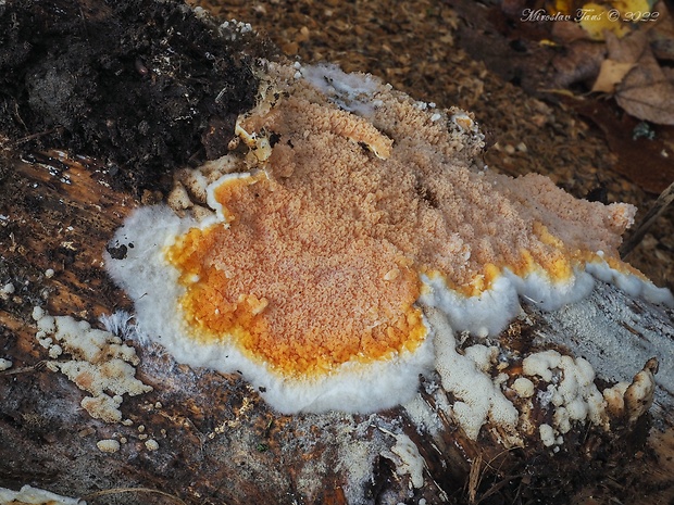 povlačník oranžový Leucogyrophana mollusca (Fr.) Pouzar