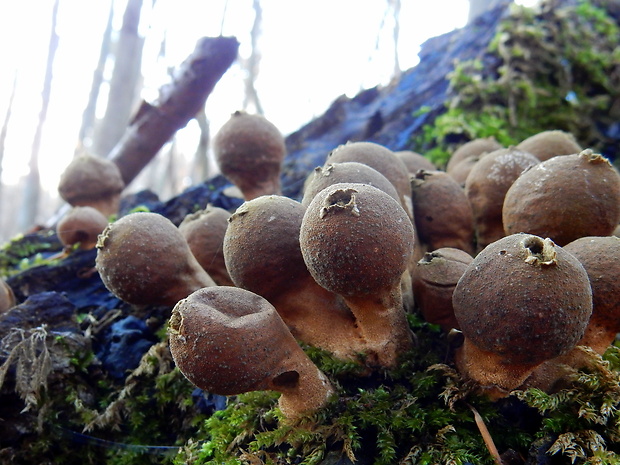 prášnica hruškovitá Lycoperdon pyriforme Schaeff.