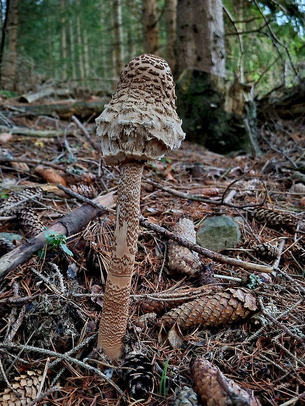 bedľa vysoká Macrolepiota procera (Scop.) Singer