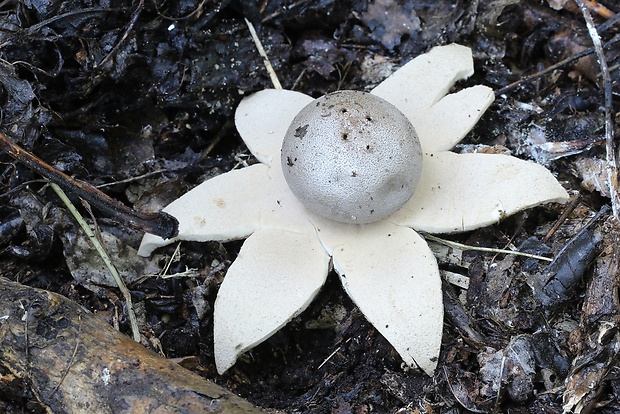 mnohokrčka dierkovaná Myriostoma coliforme (Dicks.) Corda