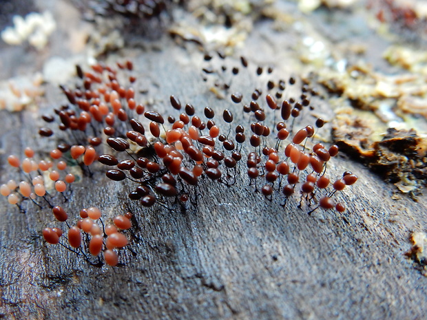 slizovka Myxomycetes