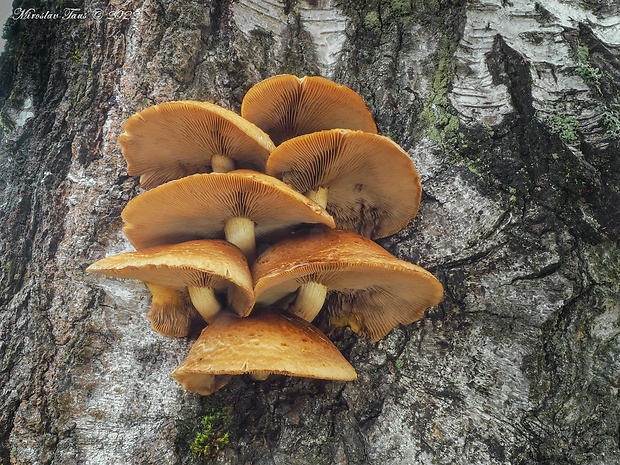 šupinovka zlatozávojová Pholiota aurivella (Batsch) P. Kumm.